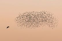 VM i foto: GRAKOM-medlem vandt titel for tredje år i træk