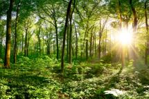 European Green Deal: Det betyder det for den grafiske kommunikationsbranche 