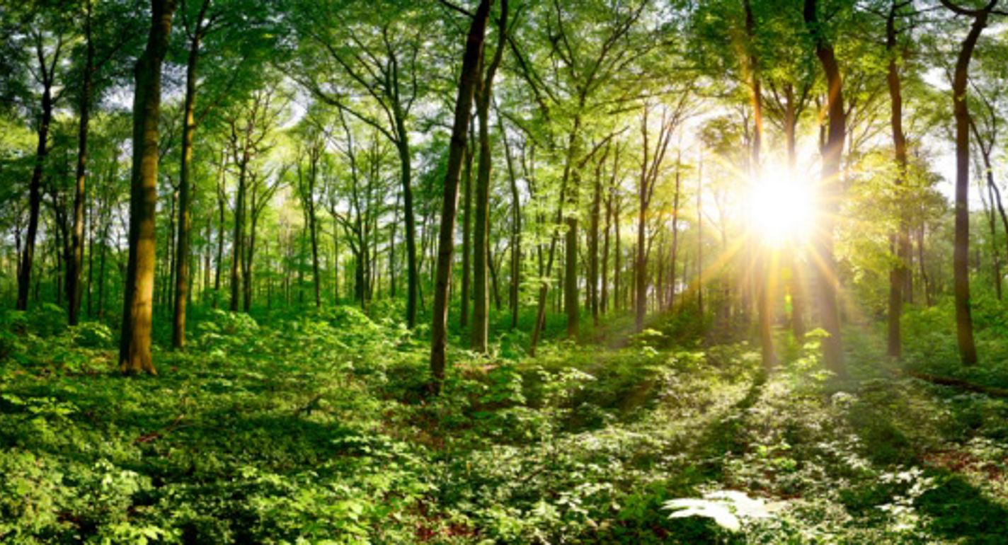 European Green Deal: Det betyder det for den grafiske kommunikationsbranche