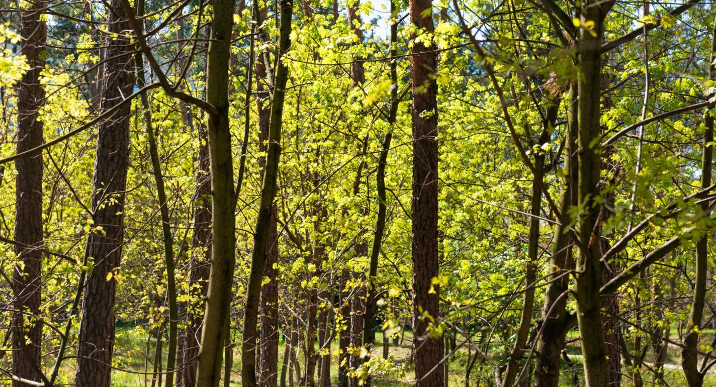 Skovrydningsforordningen bliver udskudt et år
