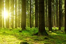 EUDR: GRAKOM efterlyser klarhed – ikke hastværk