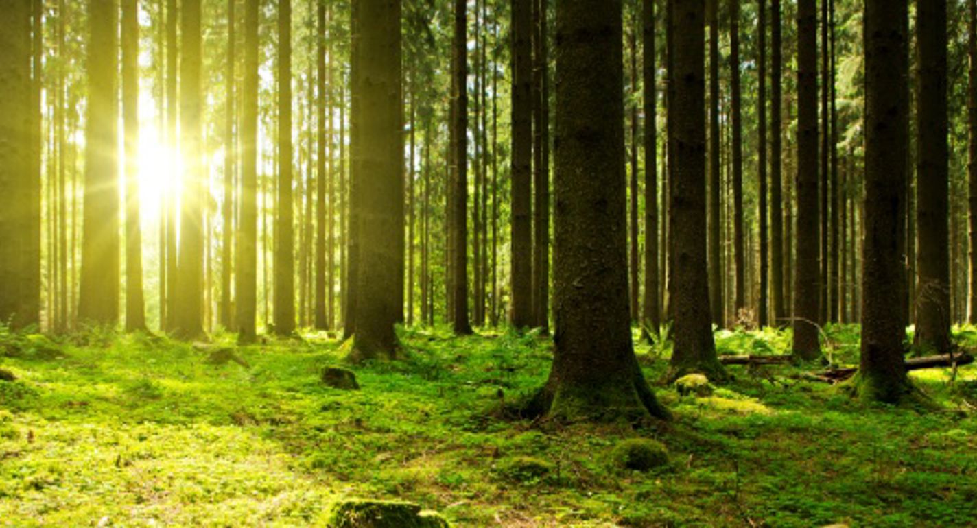 EUDR: GRAKOM efterlyser klarhed – ikke hastværk