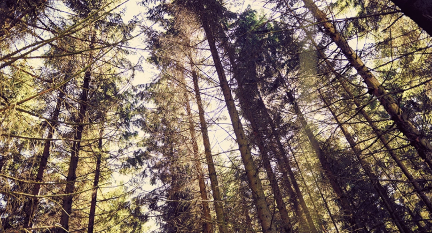 Skoven vokser – når vi bruger papir