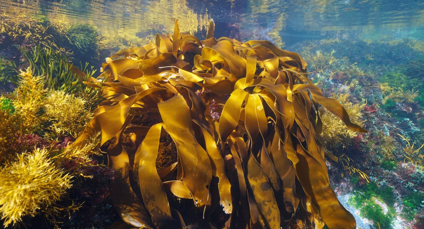 Fra alger til AI: Tendenser der former fremtidens emballagedesign