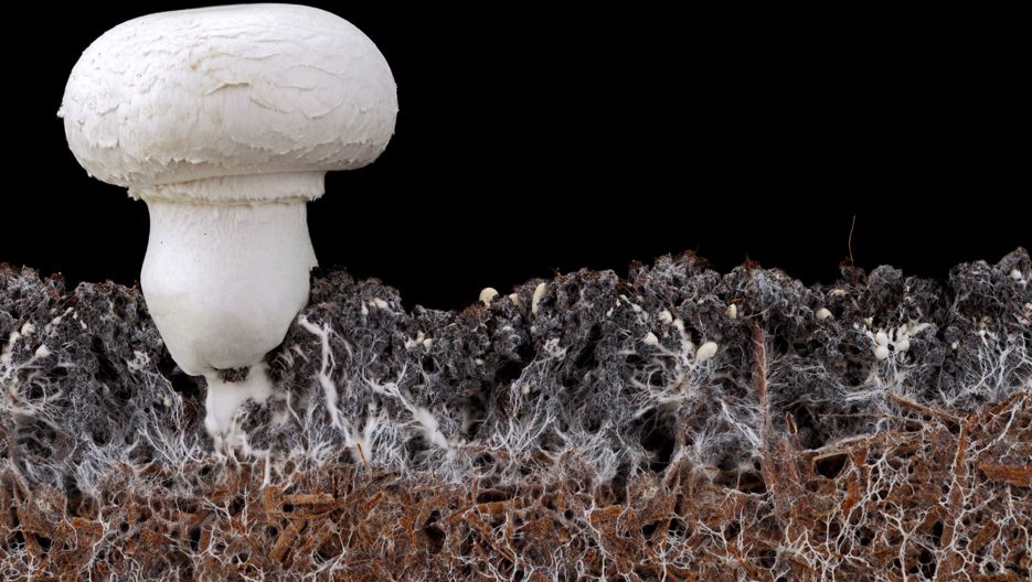 Emballage Svamp Adobestock 575704741