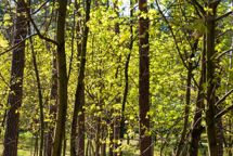 Trods forsimpling af EUDR-regler, er GRAKOM stadig ikke tilfreds