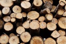 Webinar om ny EUDR-standard: EUDR-X