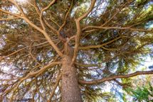 Kaos i EUDR-processen