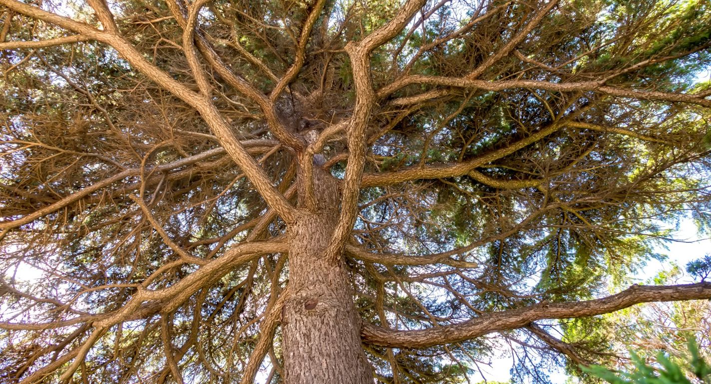 Kaos i EUDR-processen